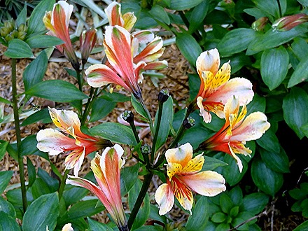 21. Benoa, Bali, Day 1