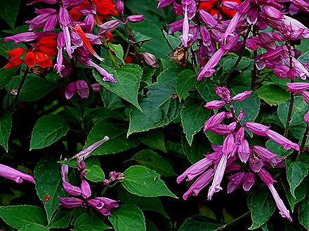 211. Benoa, Bali, Day 1