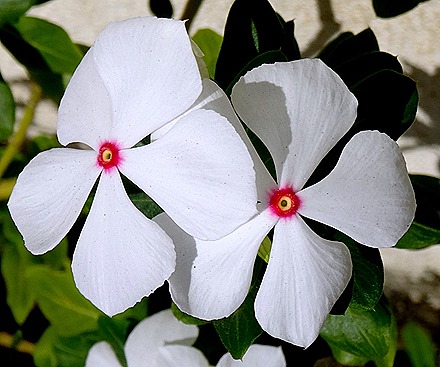 24. Puerto Princesa, Philippines