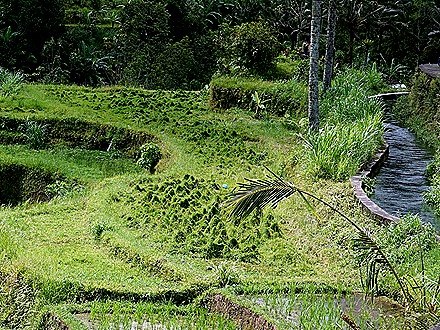 241. Benoa, Bali, Day 1