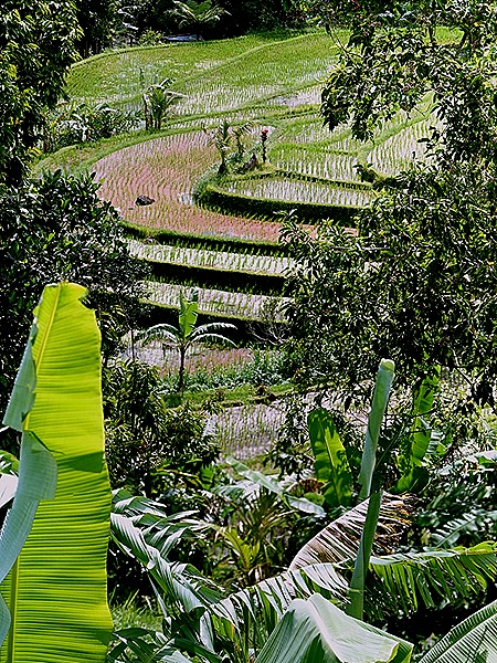 243a. Benoa, Bali, Day 1_stitch