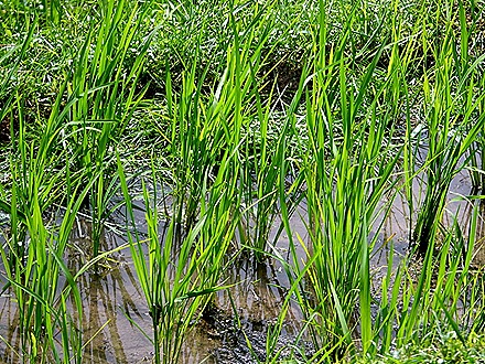 247. Benoa, Bali, Day 1