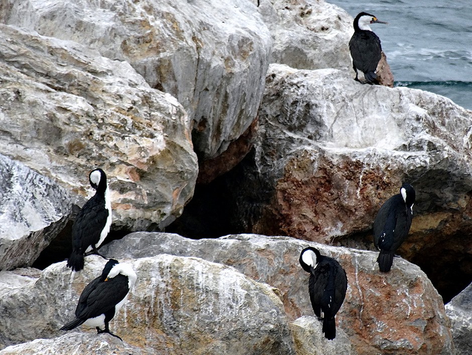 25. Penneshaw, Kangaroo Island