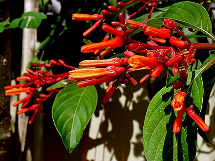 25. Puerto Princesa, Philippines