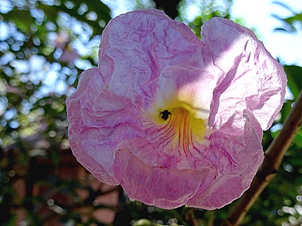 33. Manila, Philippines