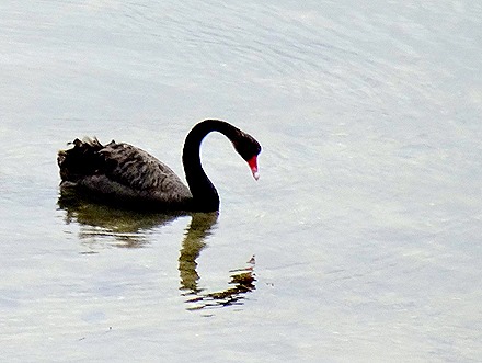 41. Penneshaw, Kangaroo Island