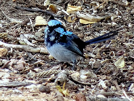 45. Penneshaw, Kangaroo Island