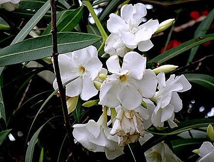 48. Penneshaw, Kangaroo Island