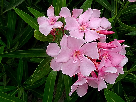 53. Penneshaw, Kangaroo Island