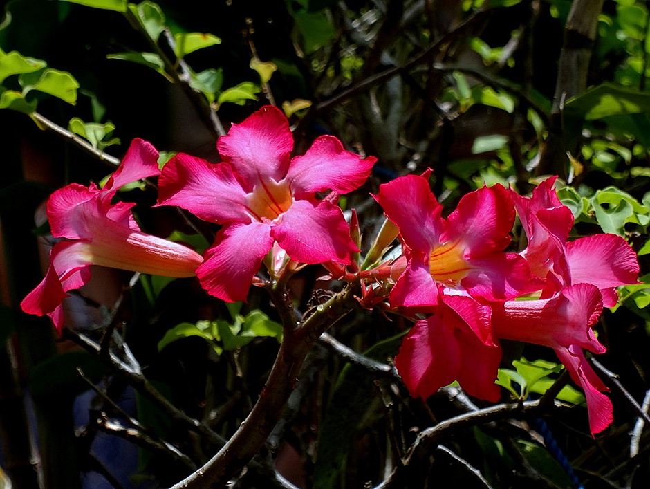 54. Benoa, Bali, Day 2