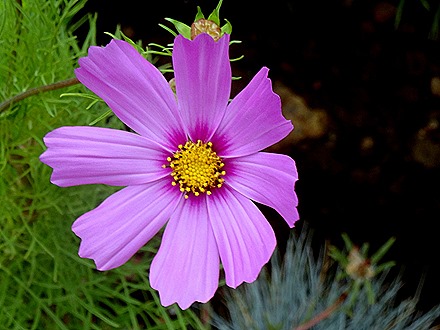 54. Penneshaw, Kangaroo Island