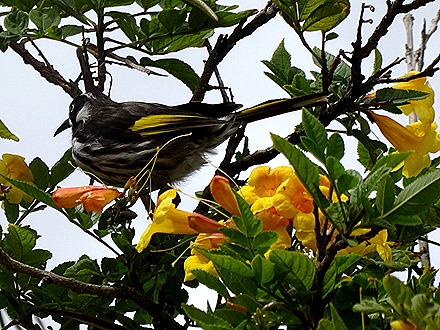 58. Penneshaw, Kangaroo Island