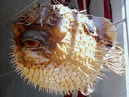 59. Hong Kong, China (Day 2)