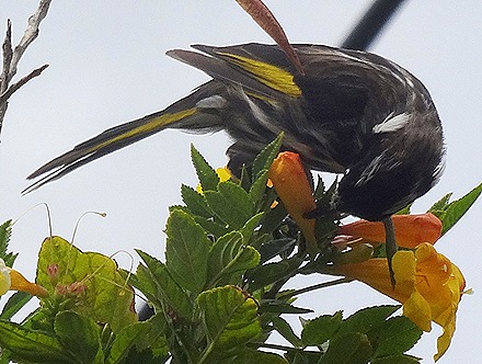 60. Penneshaw, Kangaroo Island