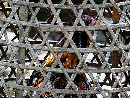 61. Benoa, Bali, Day 2