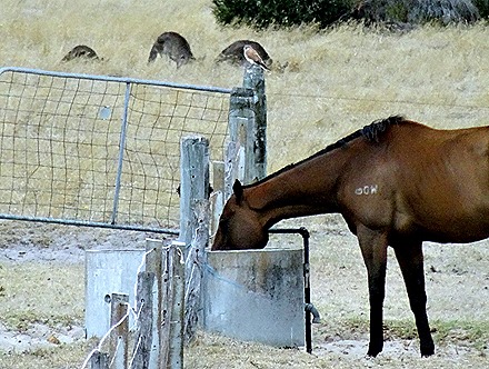 63. Albany, Australia-001