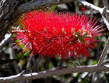 75. Freemantle, Australia