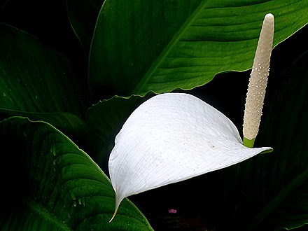 82. Benoa, Bali, Day 1