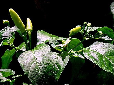 82. Benoa, Bali, Day 2