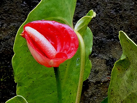 84. Benoa, Bali, Day 1