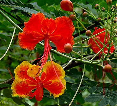 86. Puerto Princesa, Philippines