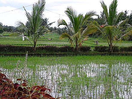 98. Benoa, Bali, Day 2