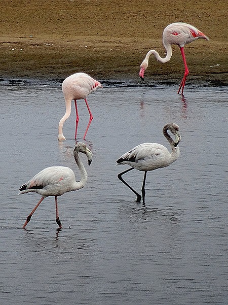 10. Walvis Bay, Namibia080418