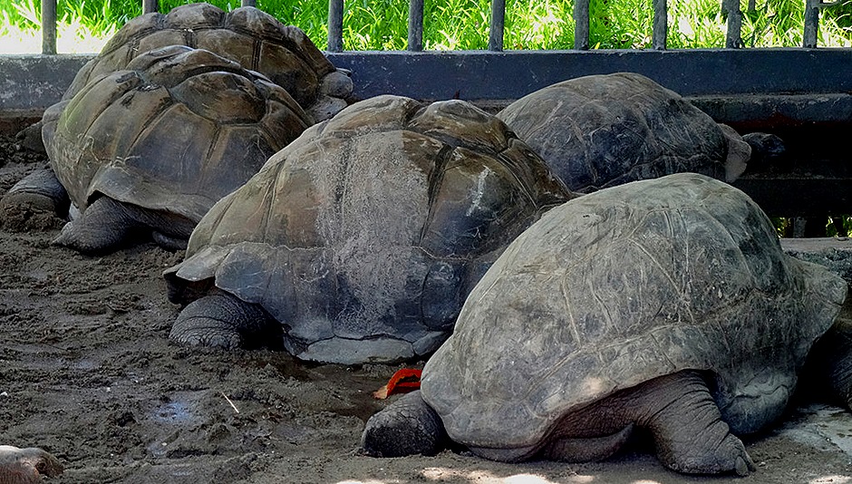 100a.Victoria, Mahe, Seychelles_stitch