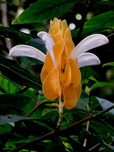 101. La Possession, Reunion Island