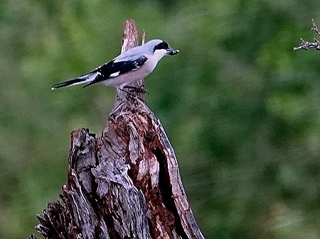 108. Kruger Nat Park, South Africa