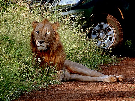 108. Kruger Nat Park, South Africa