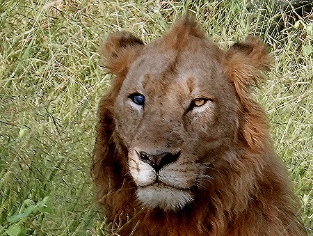 108. Kruger Nat Park, South Africa