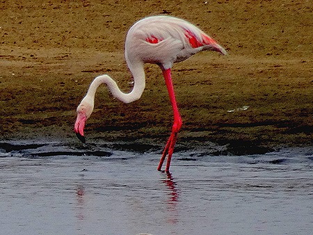 10a. Walvis Bay, Namibia080418