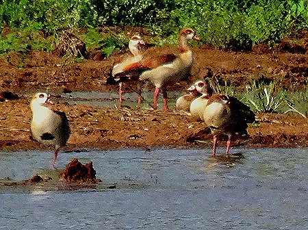 112. 010418Maputo, Mozambique & Kruger Nat Park, South Africa