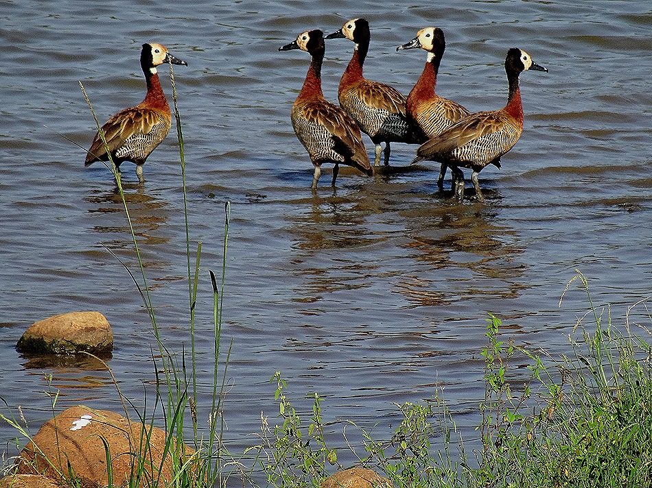 113. 010418Maputo, Mozambique & Kruger Nat Park, South Africa