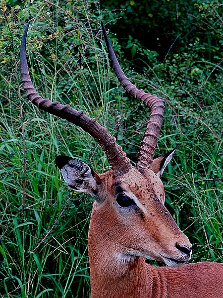113a. Kruger Nat Park, South Africa