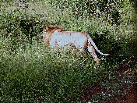 115. Kruger Nat Park, South Africa