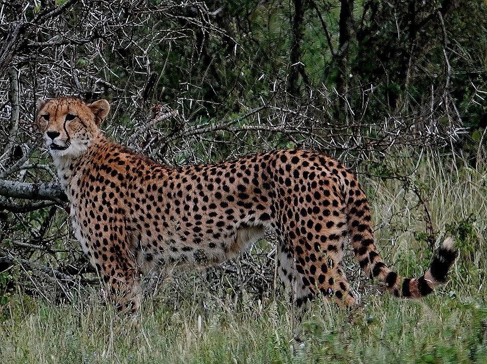 116. Kruger Nat Park, South Africa