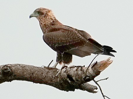 118. Kruger Nat Park, South Africa
