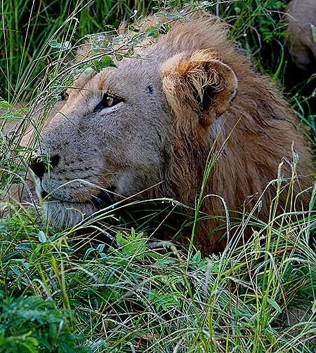 118. Kruger Nat Park, South Africa