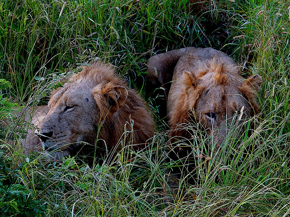 119. Kruger Nat Park, South Africa