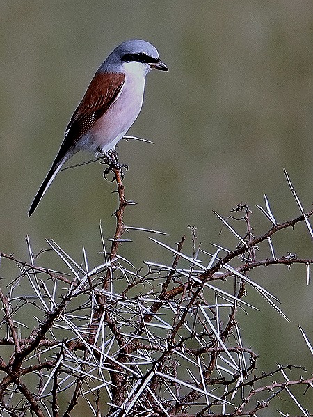 124. Kruger Nat Park, South Africa