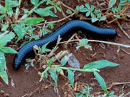 128. Kruger Nat Park, South Africa