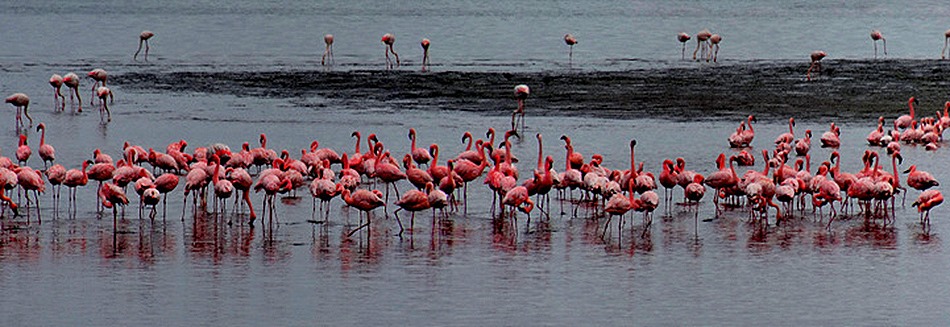 12a. Walvis Bay, Namibia080418_stitch