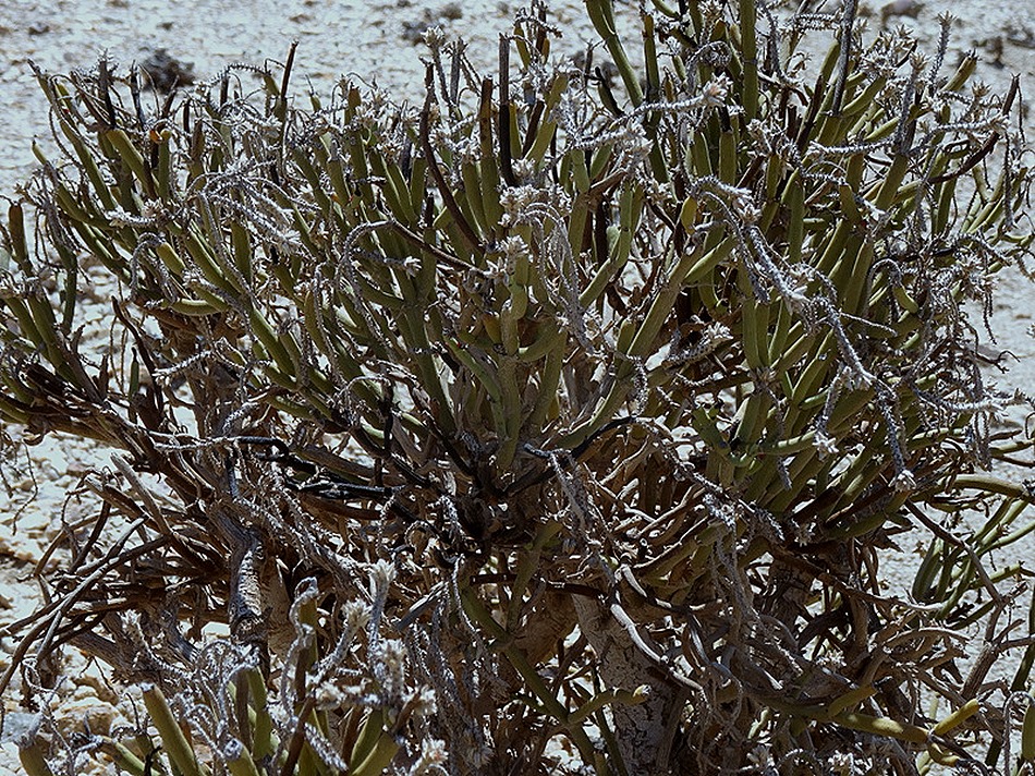 131. Walvis Bay, Namibia080418
