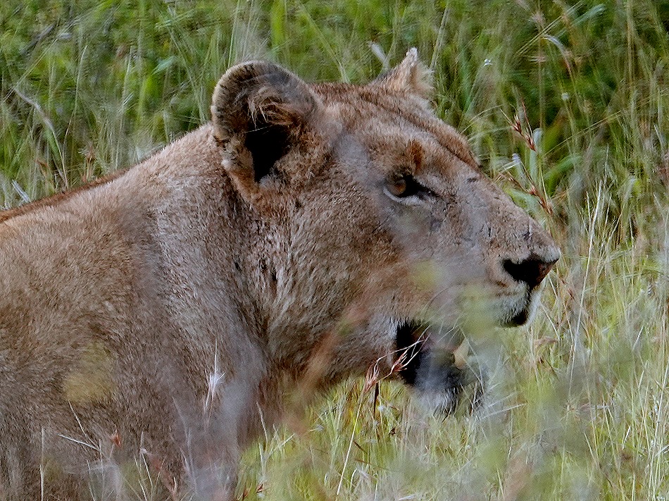 133. Kruger Nat Park, South Africa