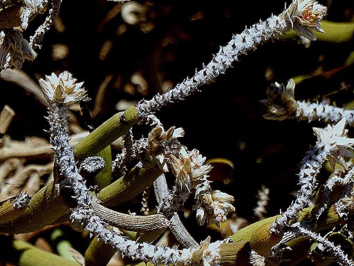 133. Walvis Bay, Namibia080418