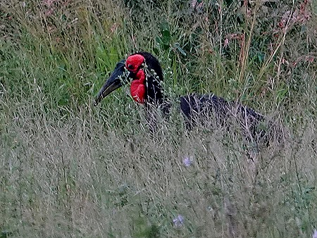 139. Kruger Nat Park, South Africa