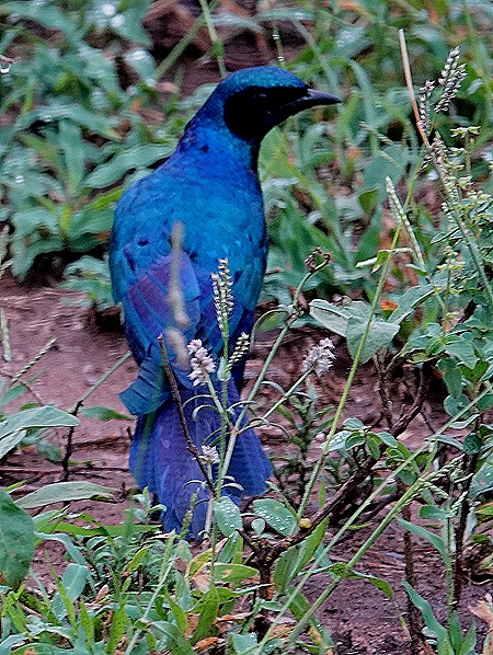 14. Kruger Nat Park, South Africa