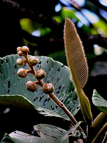 143. Victoria, Mahe, Seychelles